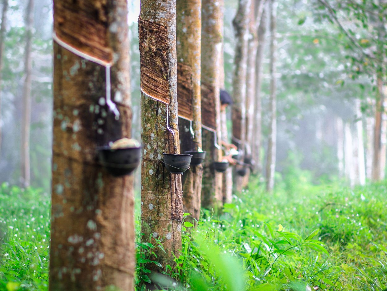 Млечники гевеи