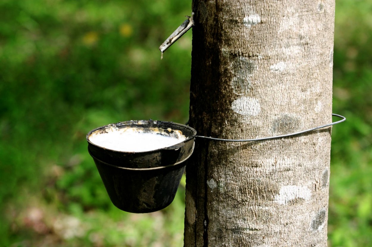 Каучуконос гевея