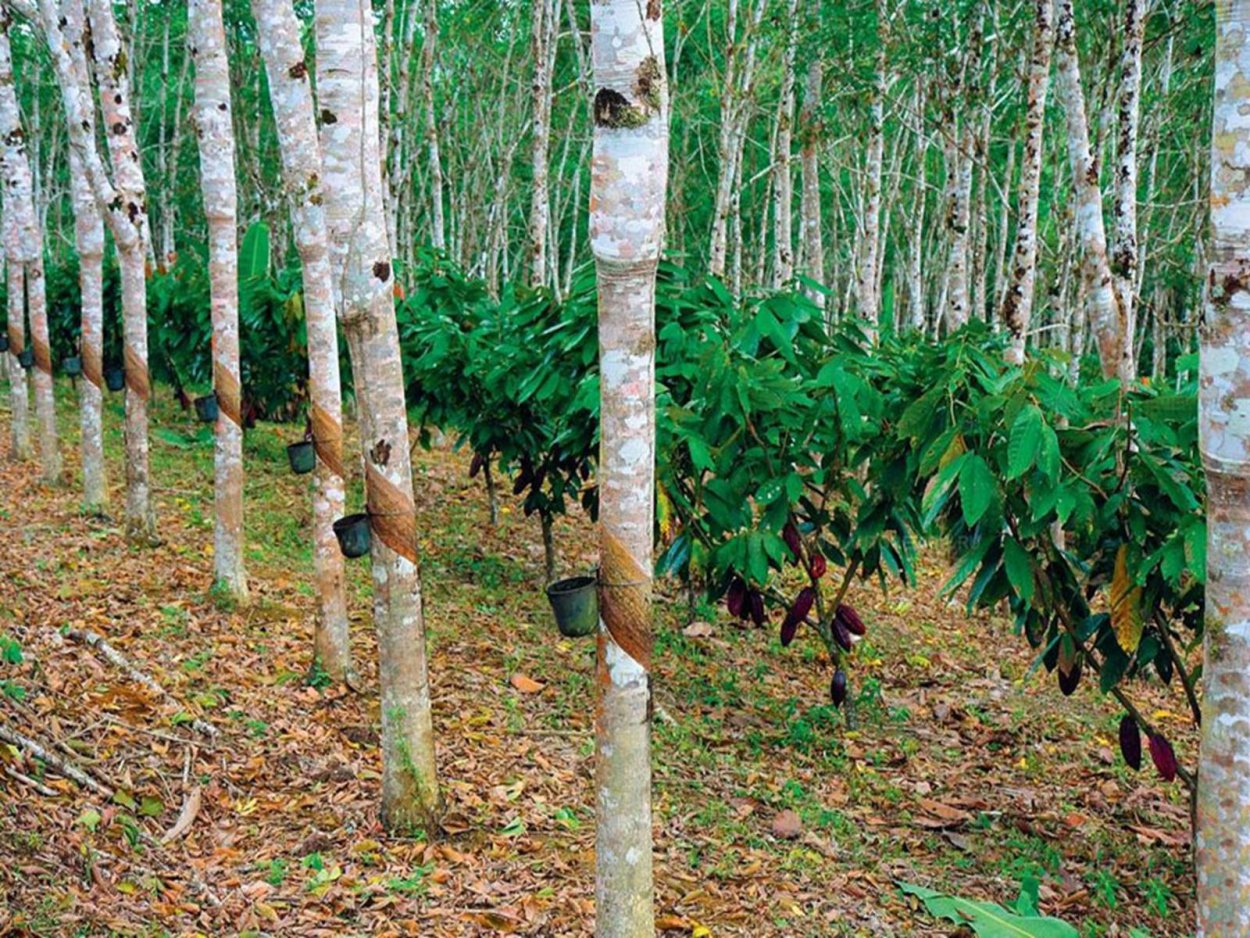 С/Х Индии гевея