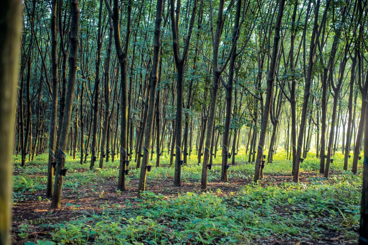 Гевея Южная Америка