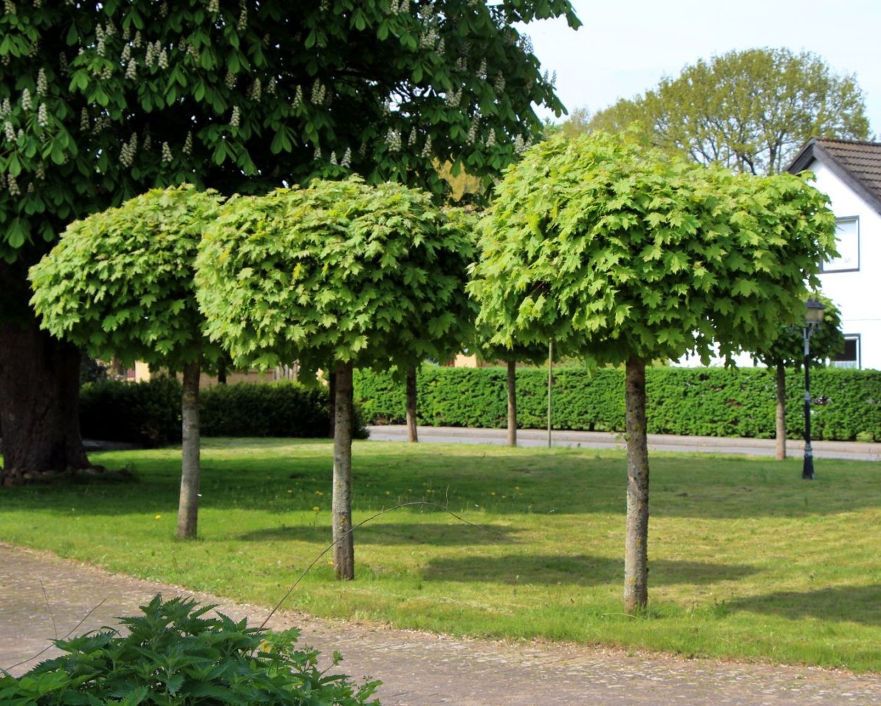 Клен остролистный globosum