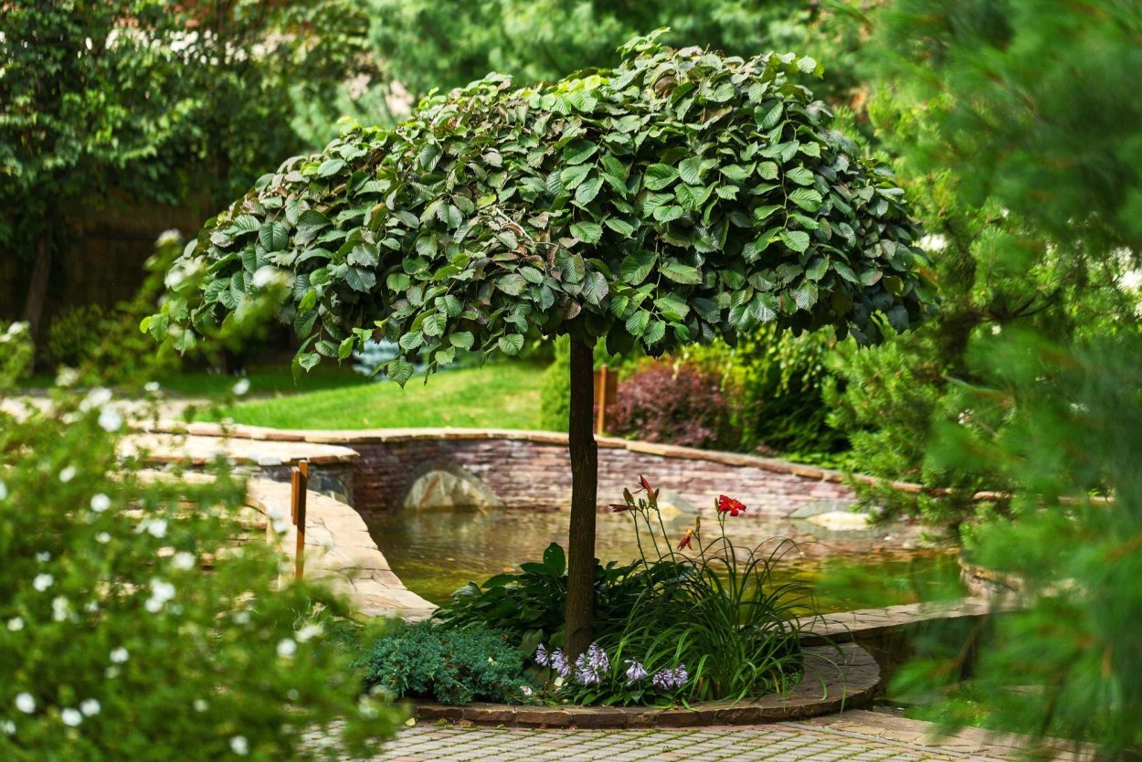 Вяз шершавый Кампердоуни