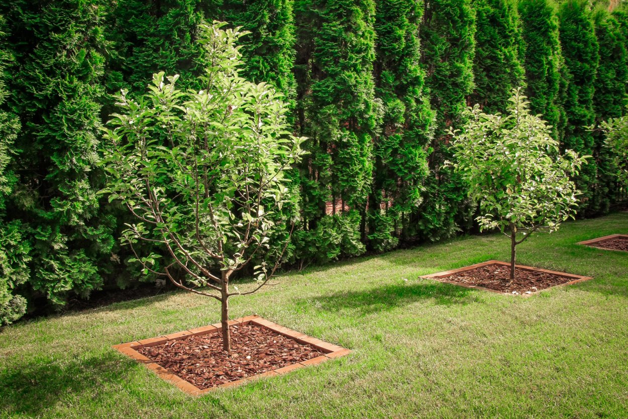 Дёрен приствольный круг