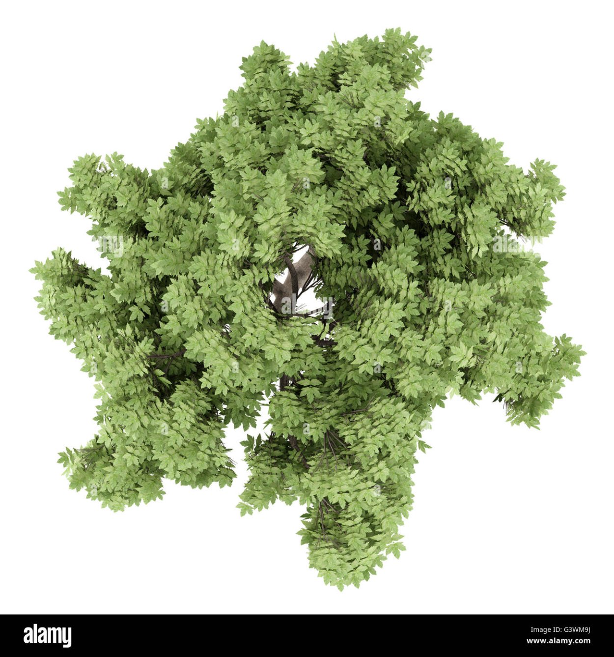 Деревья сверху акварель