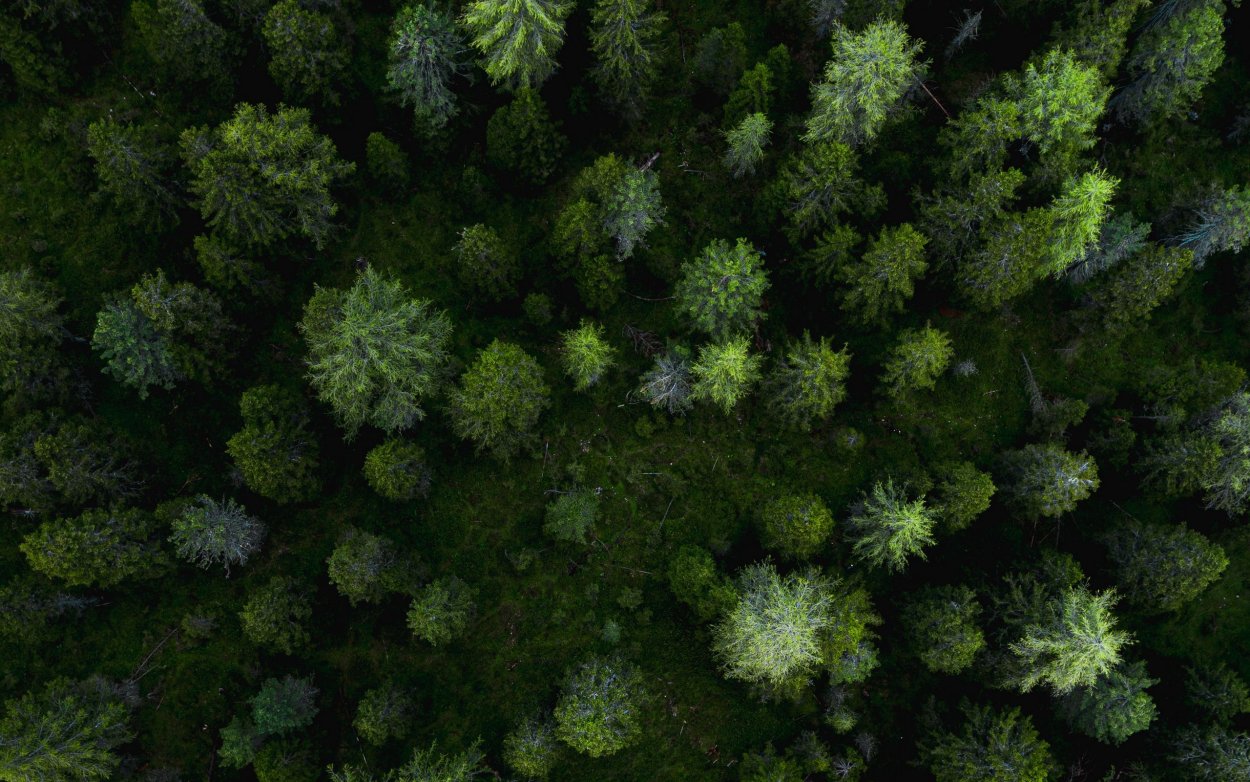 Много деревьев сверху