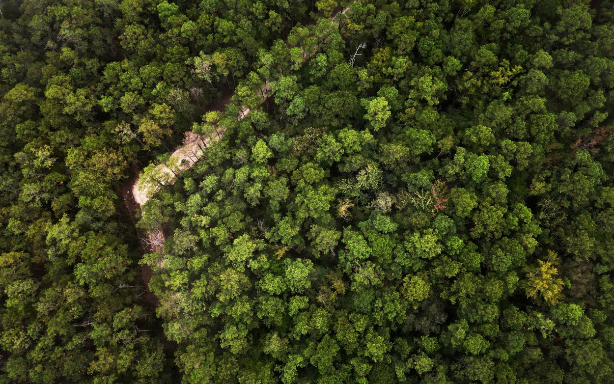 Деревья в плане