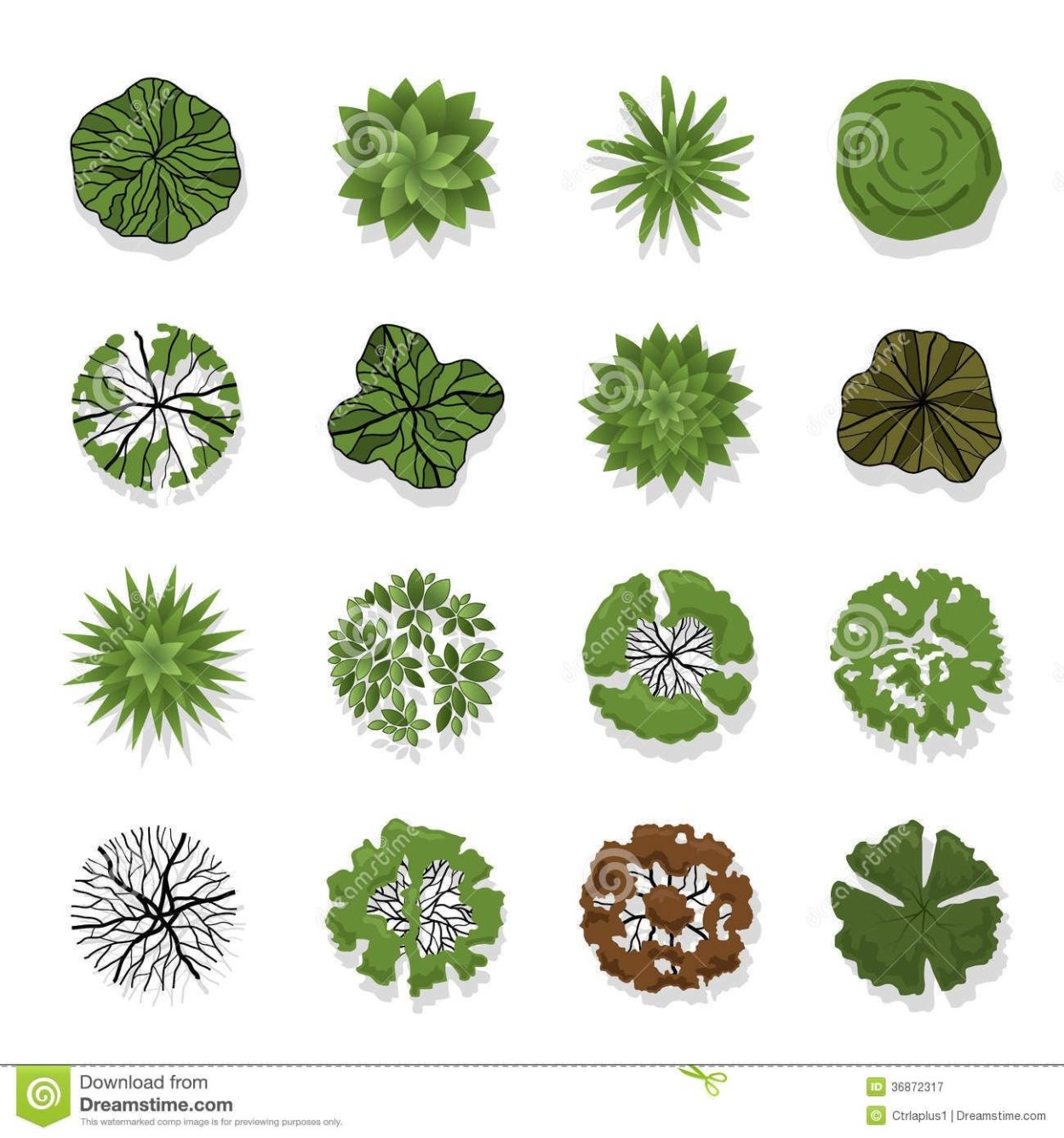 Хвойные деревья на плане