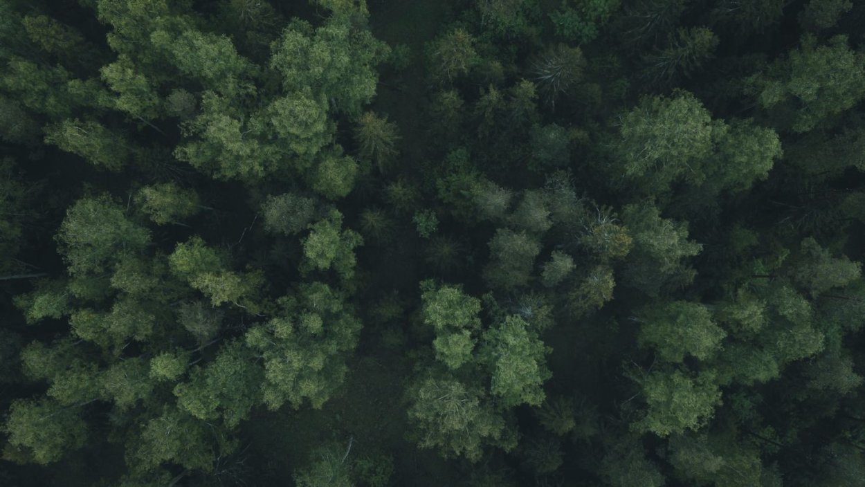 Хвойный лес вид сверху