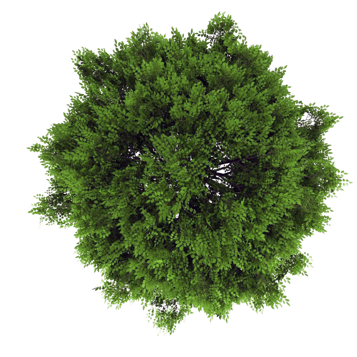 Хвойные деревья вид сверху