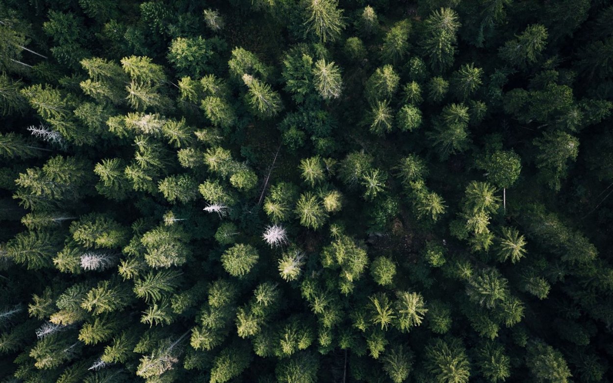 Лес сверху