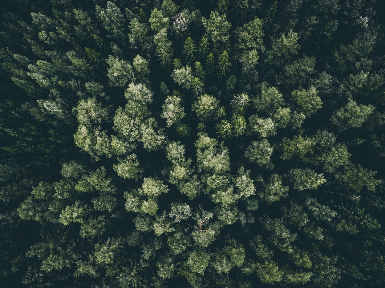 Деревья ландшафт вид сверху