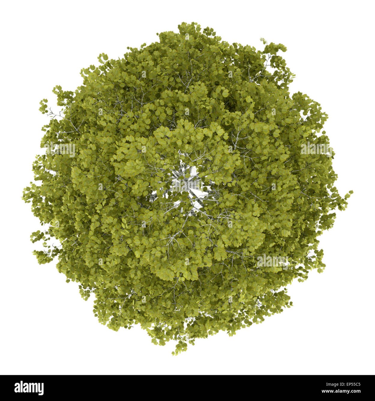 Деревья для генплана без фона