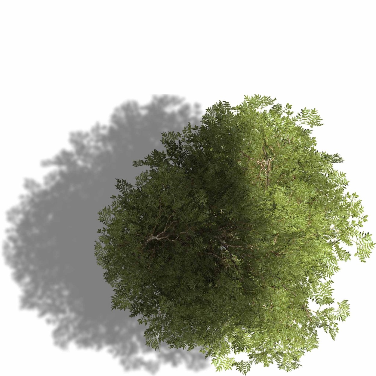 Лес вид сверху