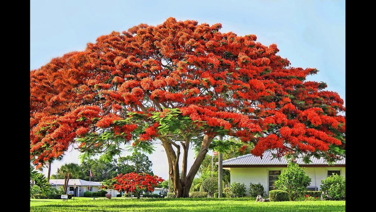 Royal Poinciana дерево