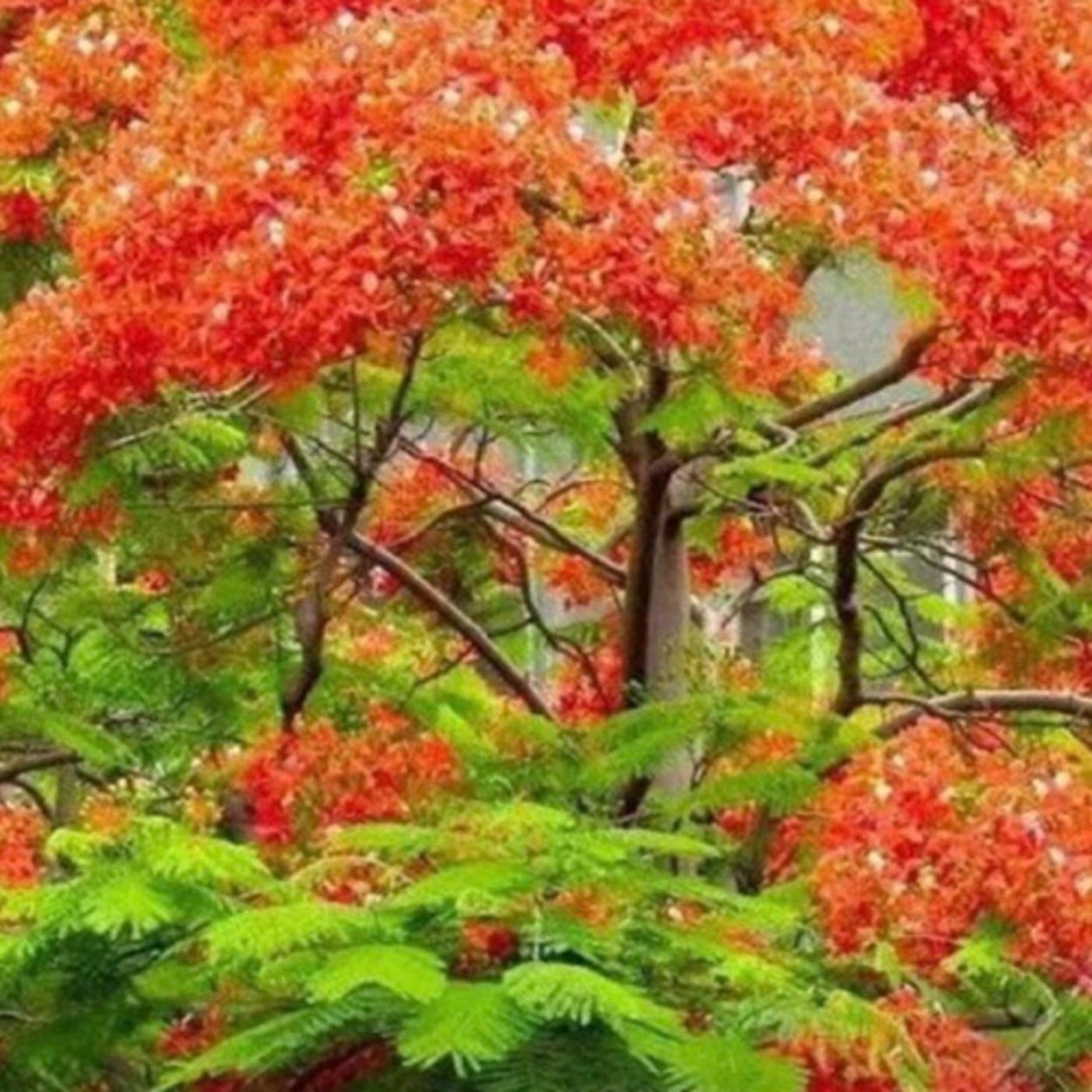 Дерево с оранжевыми цветами