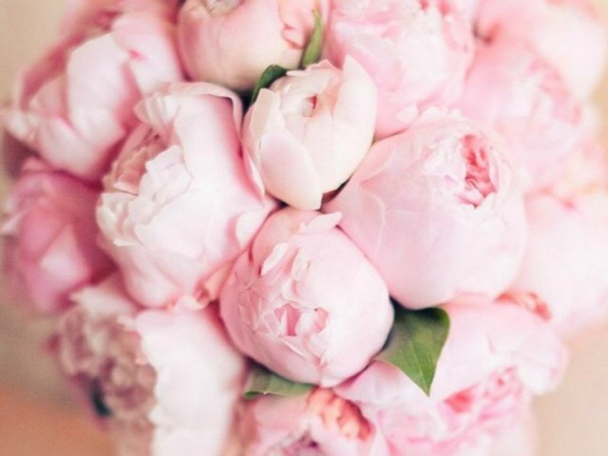 Гисслер пионы