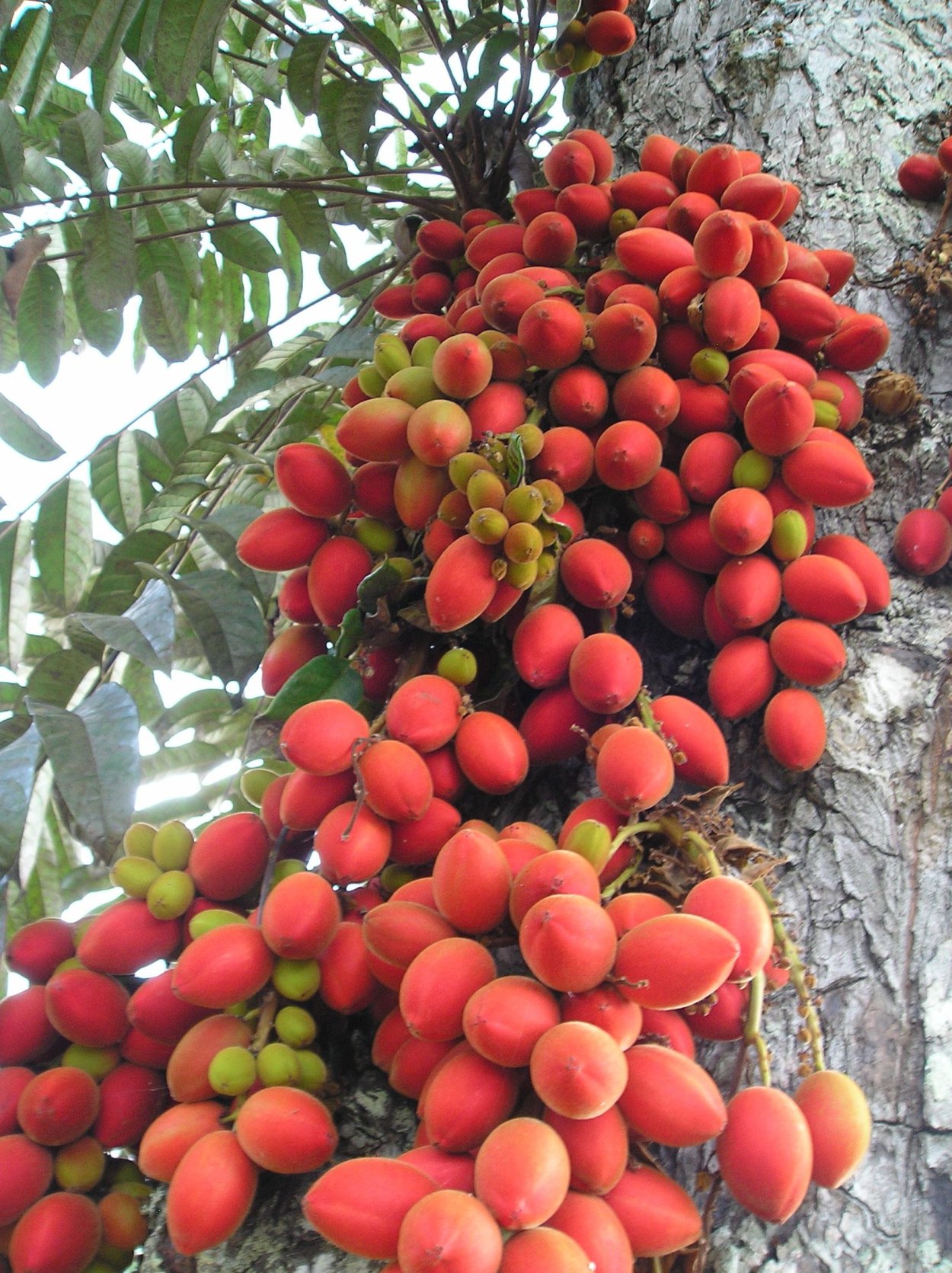 Экзотические плодовые деревья