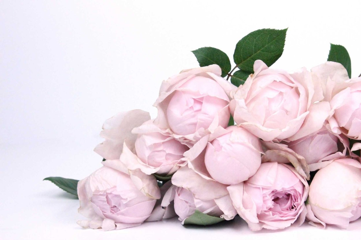 Бордовые пионы