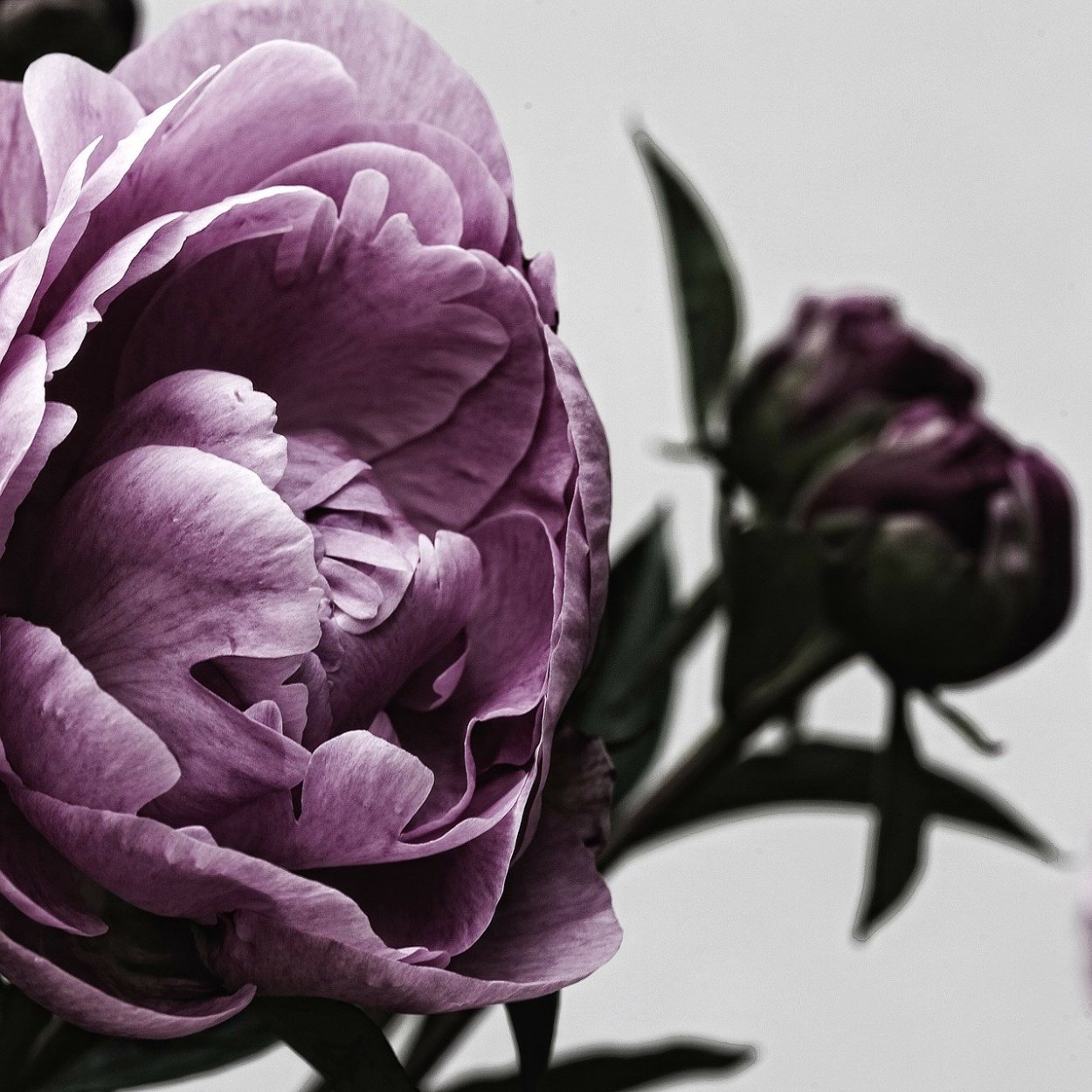 Сиреневые пионы