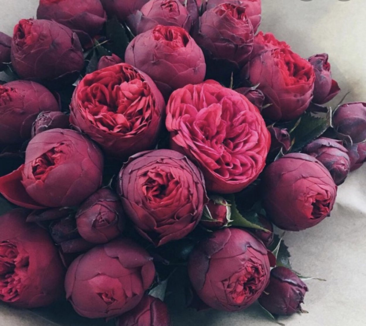 Пионовидная роза бордо