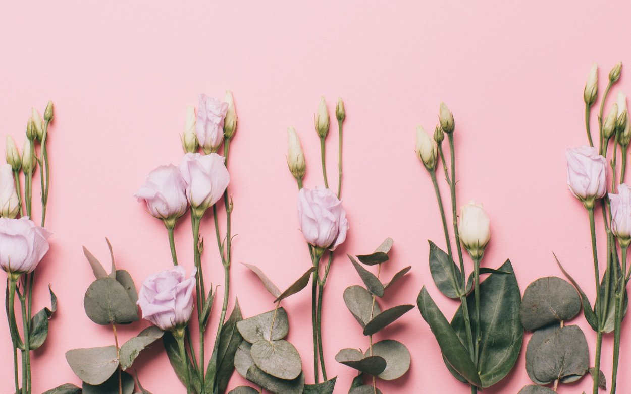 Пион нежно-розовый