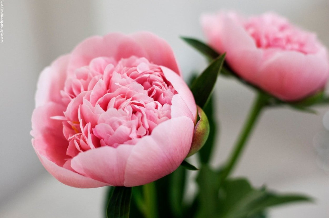 Пион розовидный