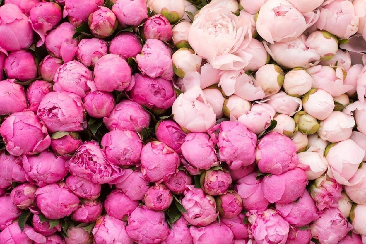 Шикарные цветы в коробках