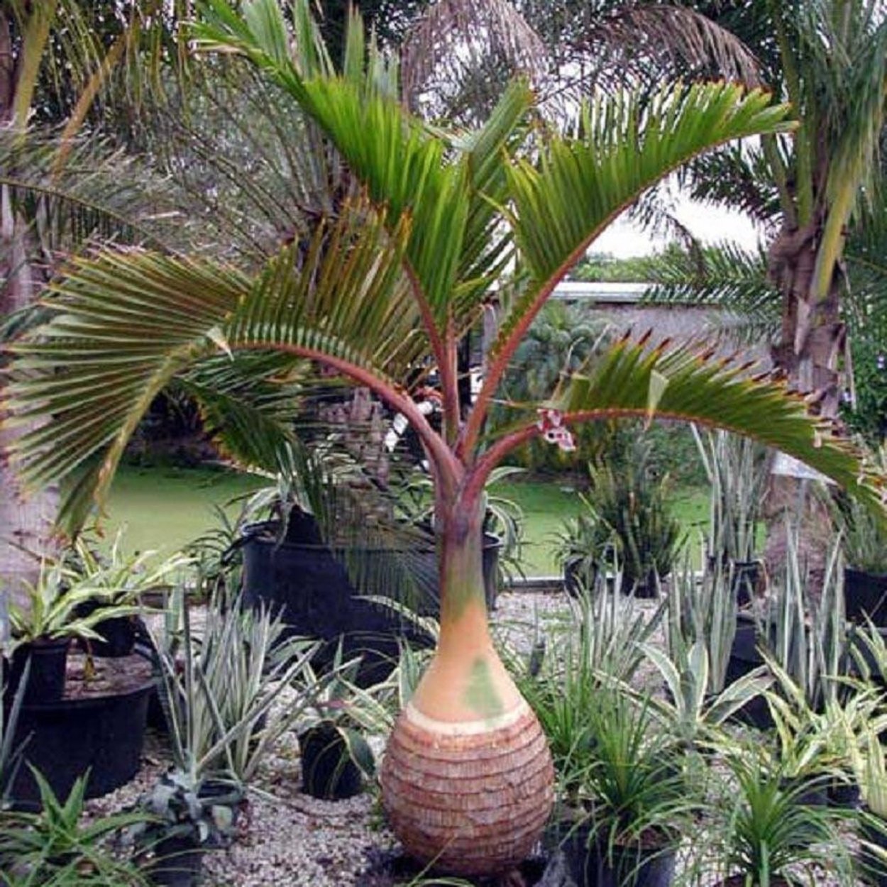 Необычные плюшевые деревья в парке Ретиро в Мадриде Испания