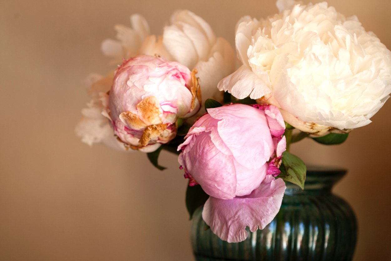 Белые пионы