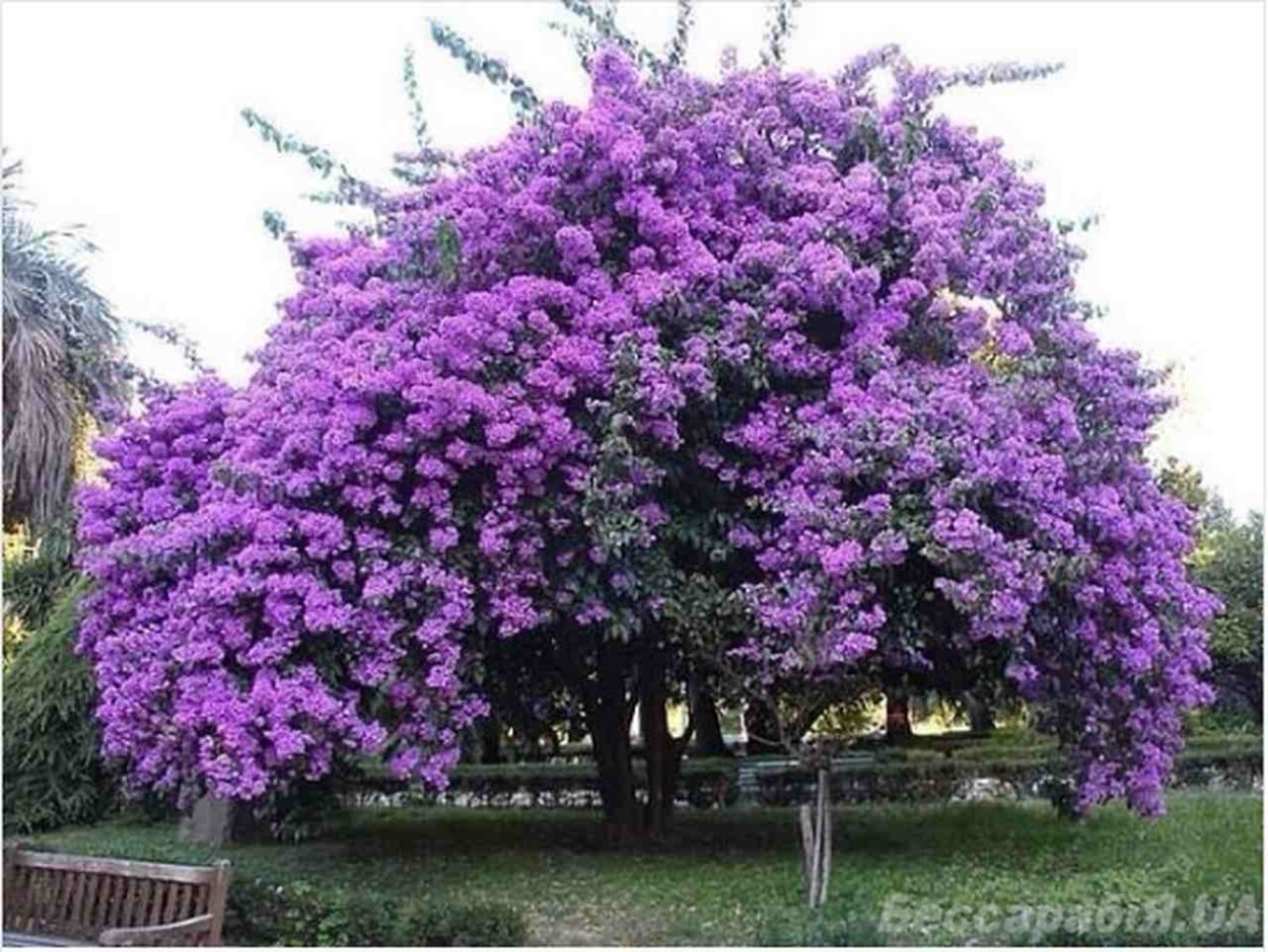 Дерево жакаранда джакаранда фиалковое