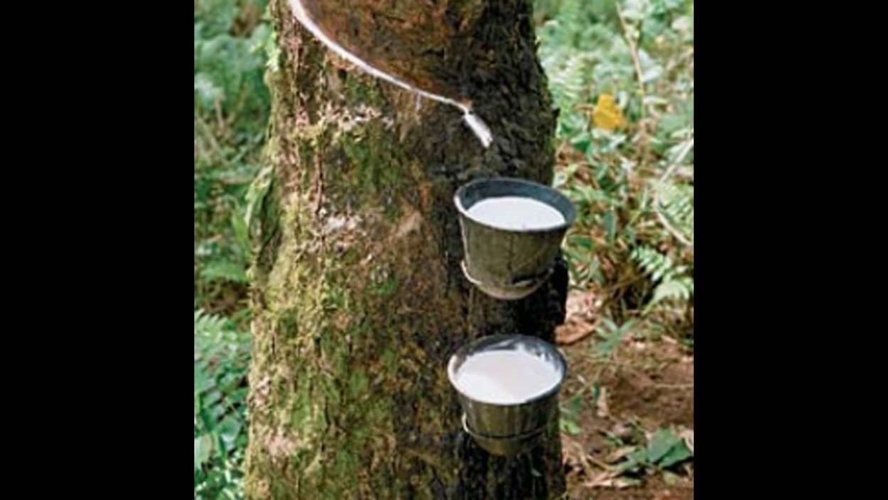 Пробковый пол Corkstyle Wood XL Oak White