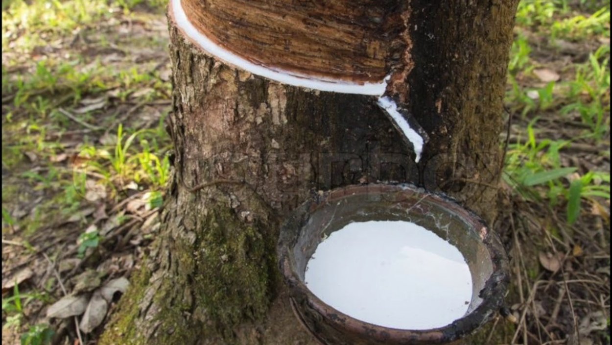 Молочное дерево в Бразилии