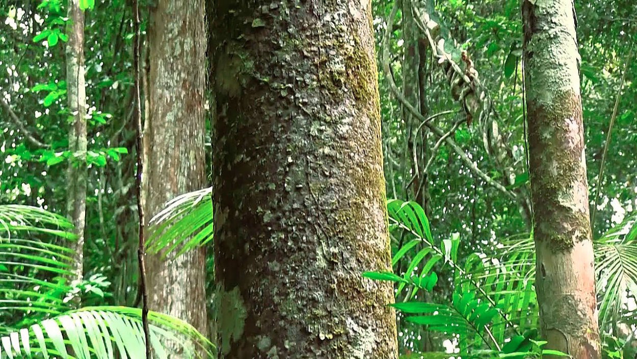Молочное дерево Бросимум