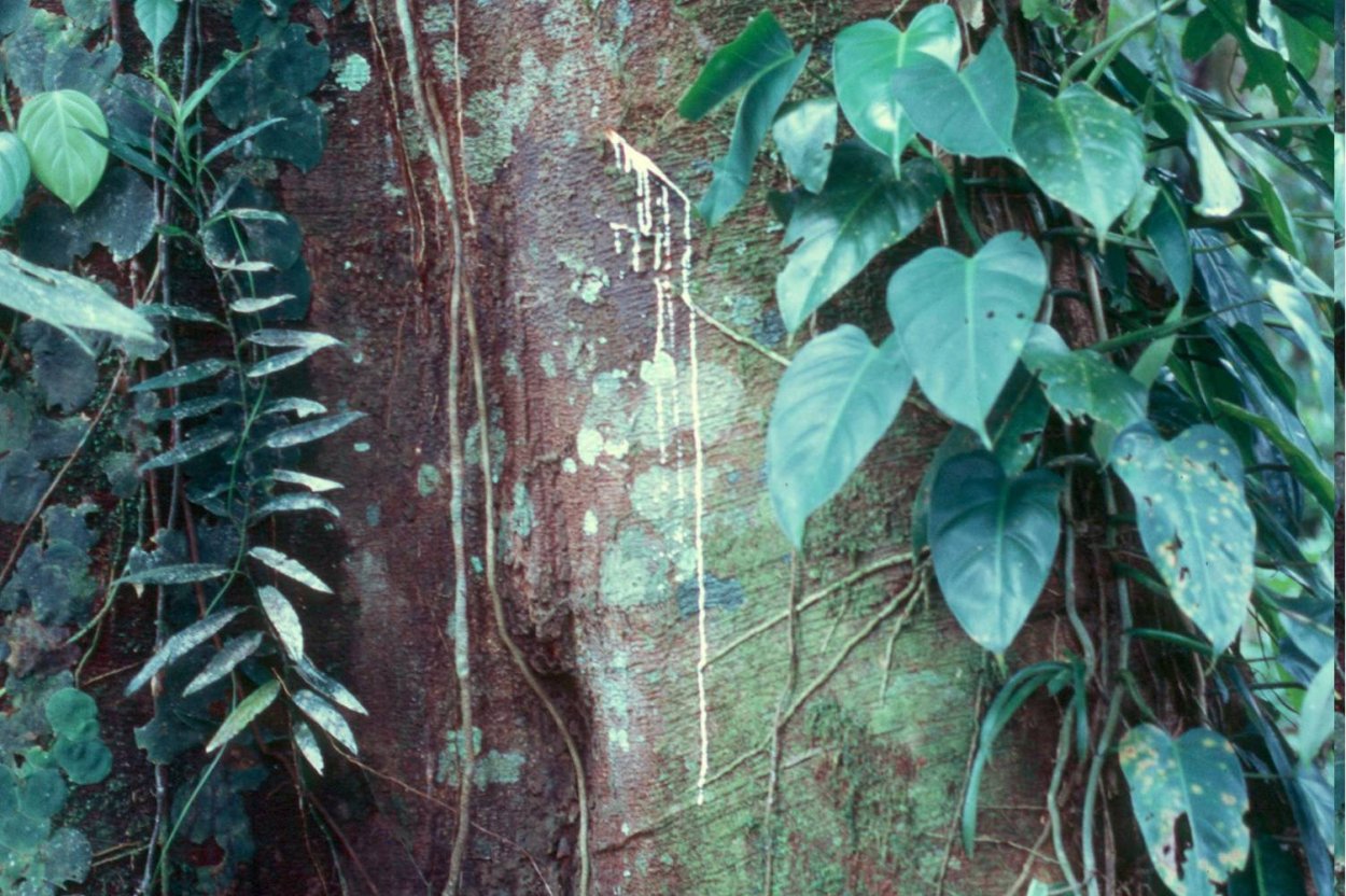 Шпон канадского клена