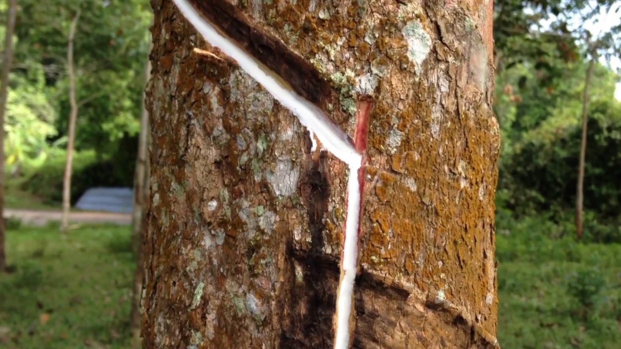 Текстура молочного дерева