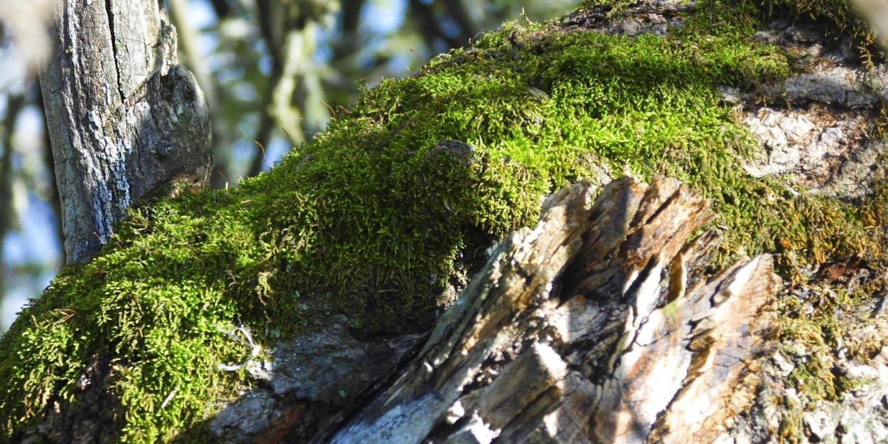 Лишайники тропического леса