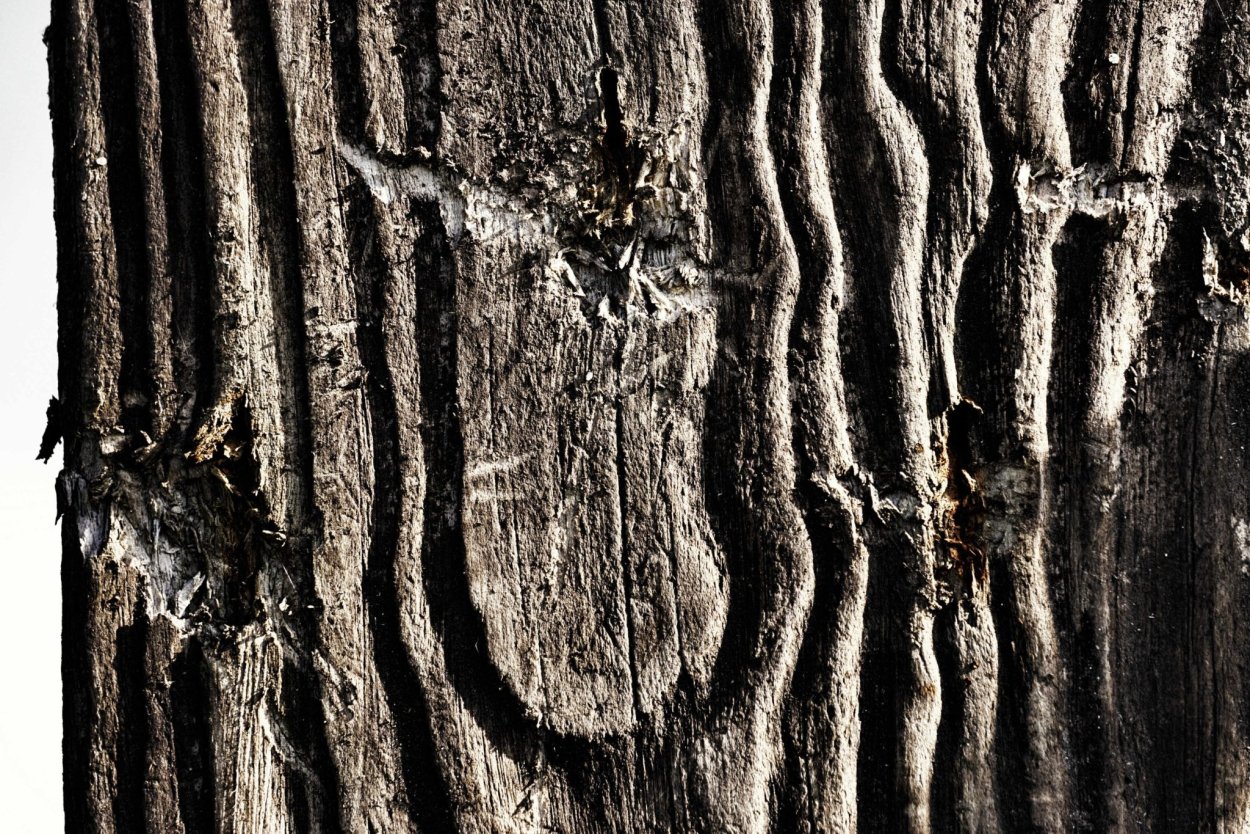 Бороздчатая кора