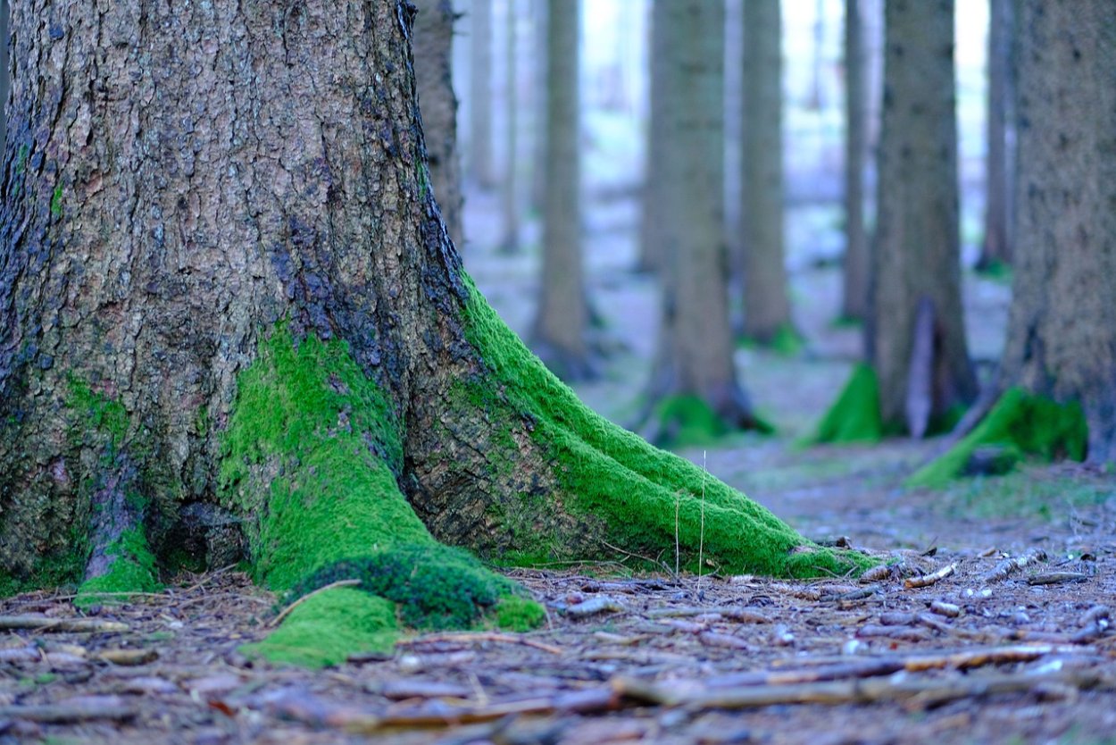 Мох который растет на деревьях