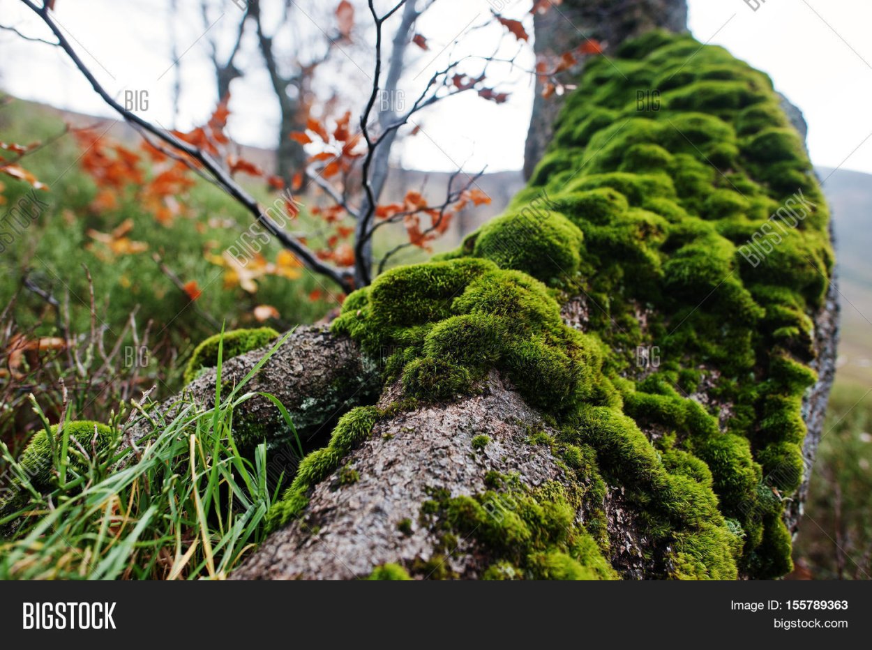 Ориентирование мхи и лишайники