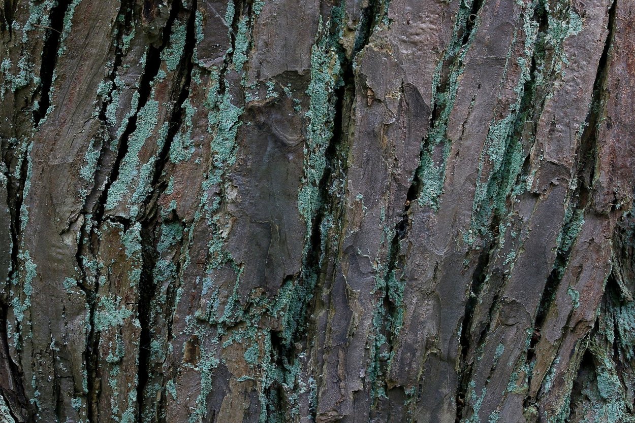 Кора дерева лес лишайник