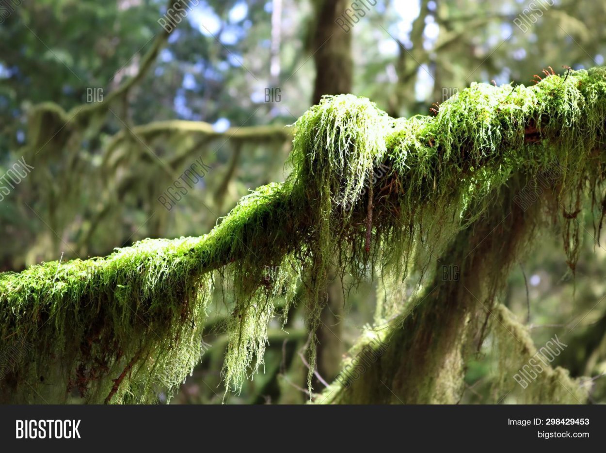 Мох на хвойных деревьях