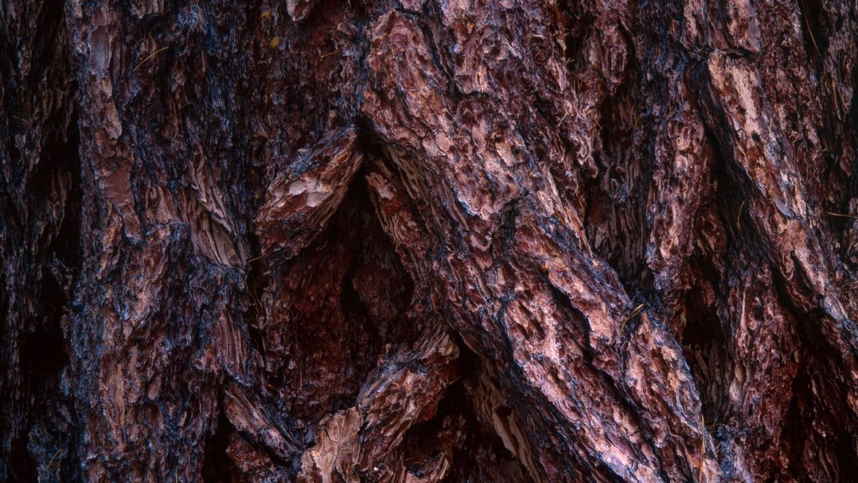 Фактуры коры смородина обыкновенная