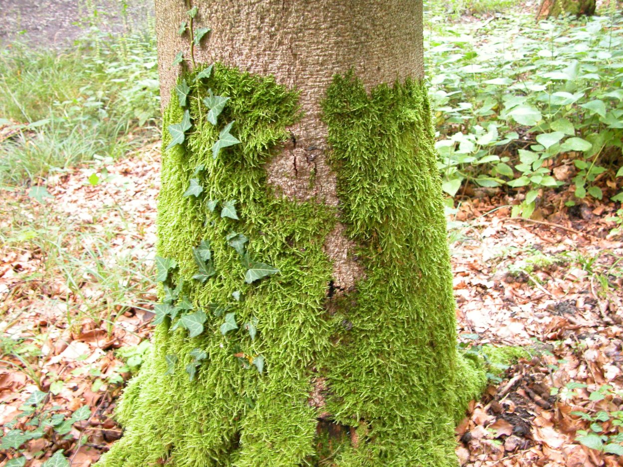 Лишайники тропического леса