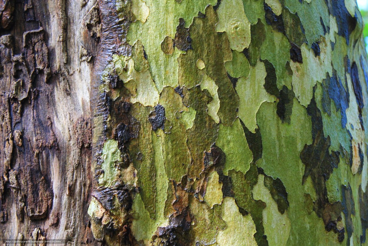 Структура дерева