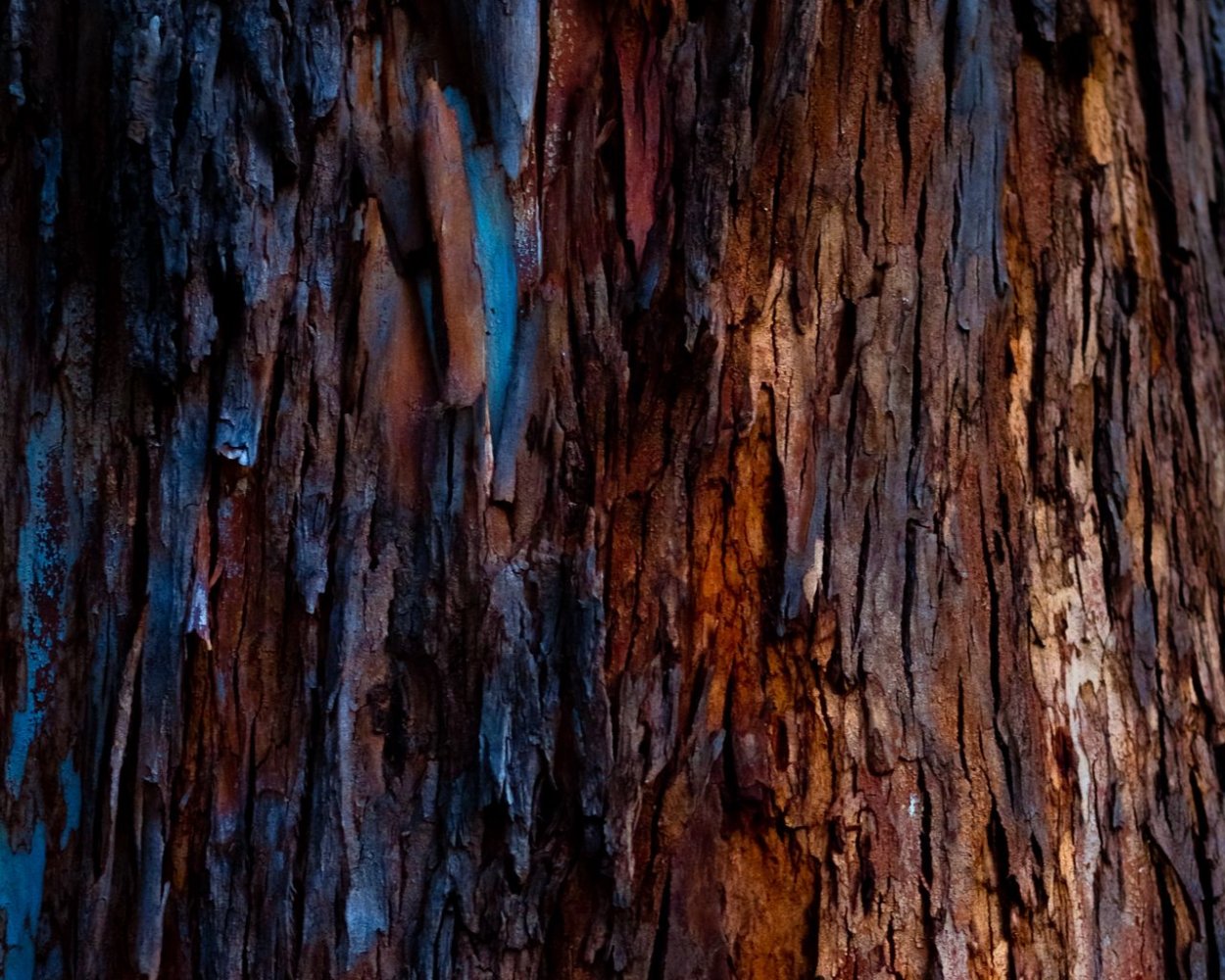 Клен ясенелистный кора