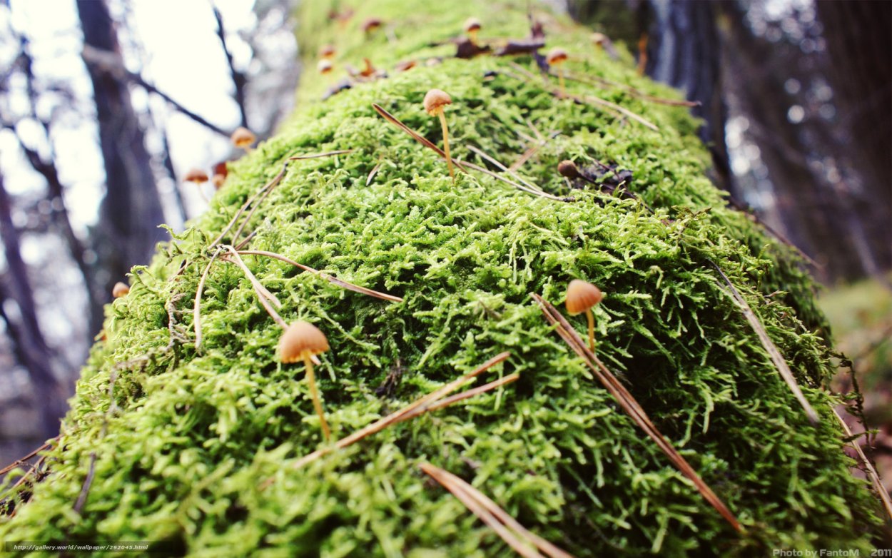 Мхи Эпифиты