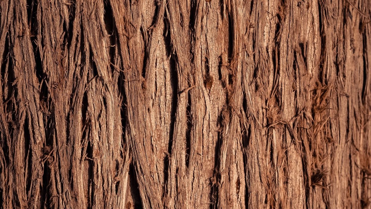 Рельефное дерево текстура