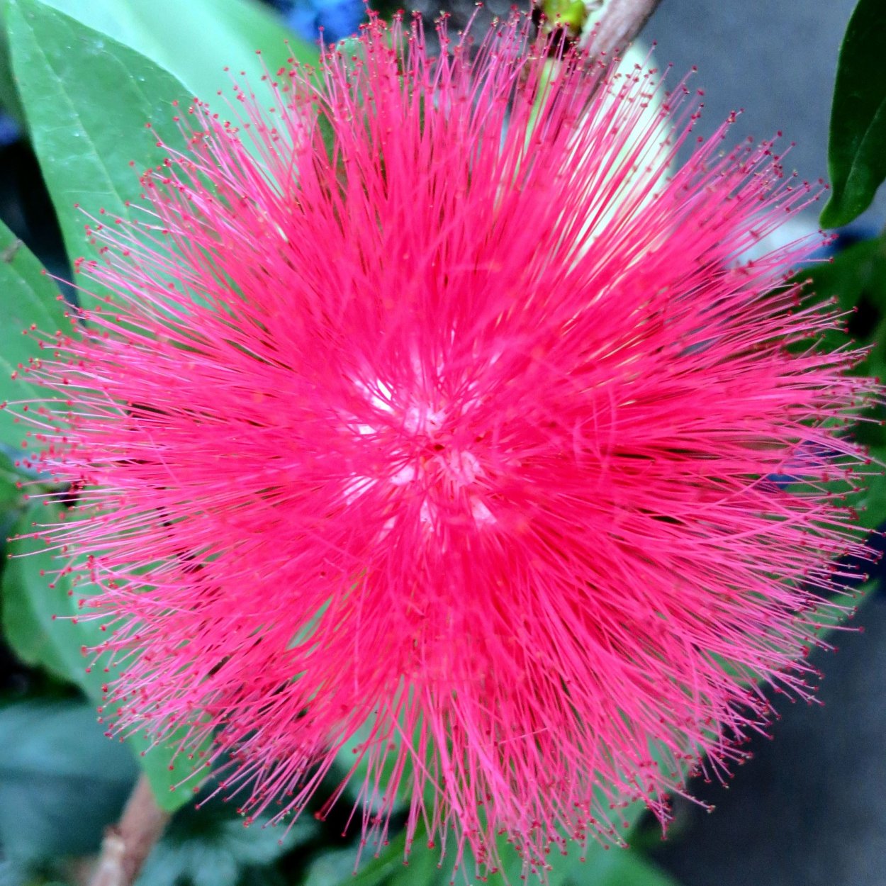 Необычные цветочные композиции