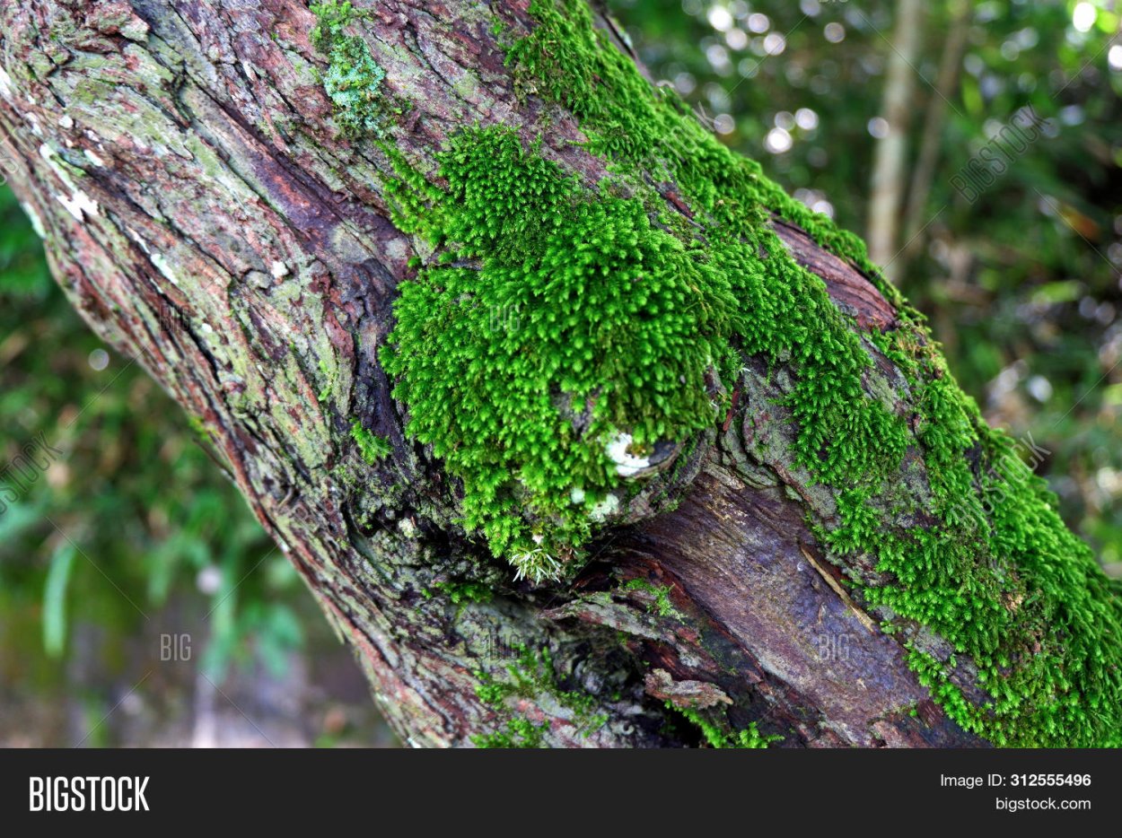 Уснея длиннейшая