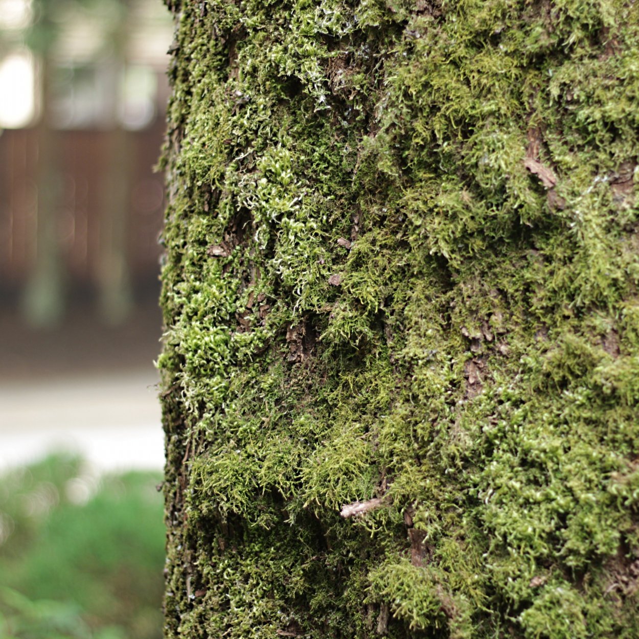 Мох который растет на Березе